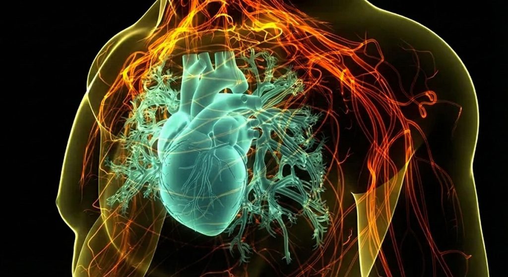 A medical illustration showing a glowing blue-green human heart and bronchial tree surrounded by dense orange networks of nerves and blood vessels within a translucent torso against a black background.