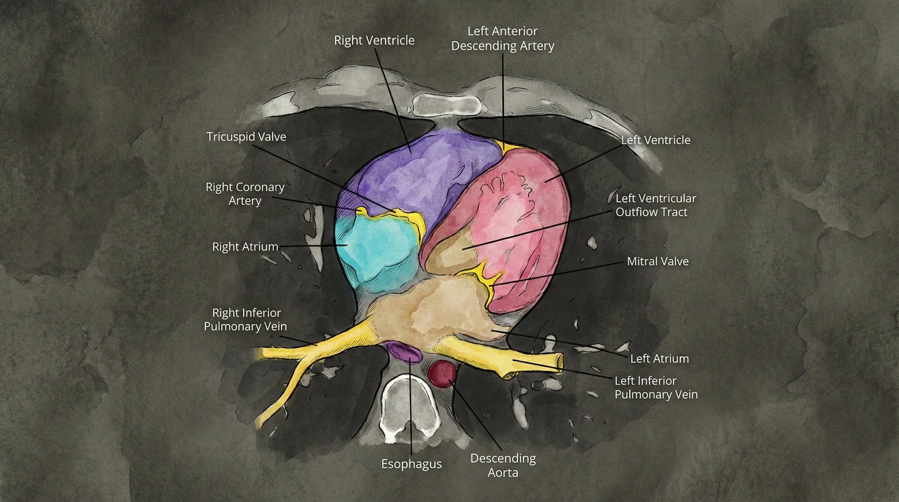 A watercolor and ink medical illustration showing an axial cross-section of a human heart with various anatomical structures like the ventricles, atria, and major vessels labeled with text.