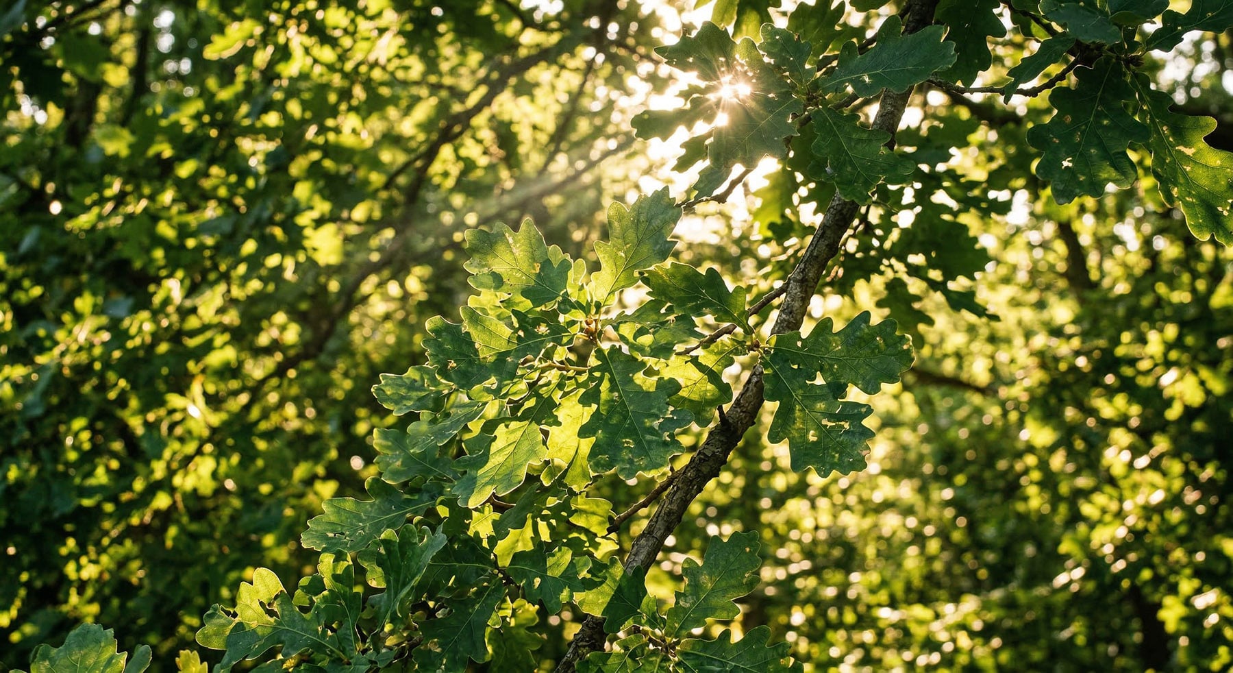 Sunlight filtering through a canopy of green oak leaves.